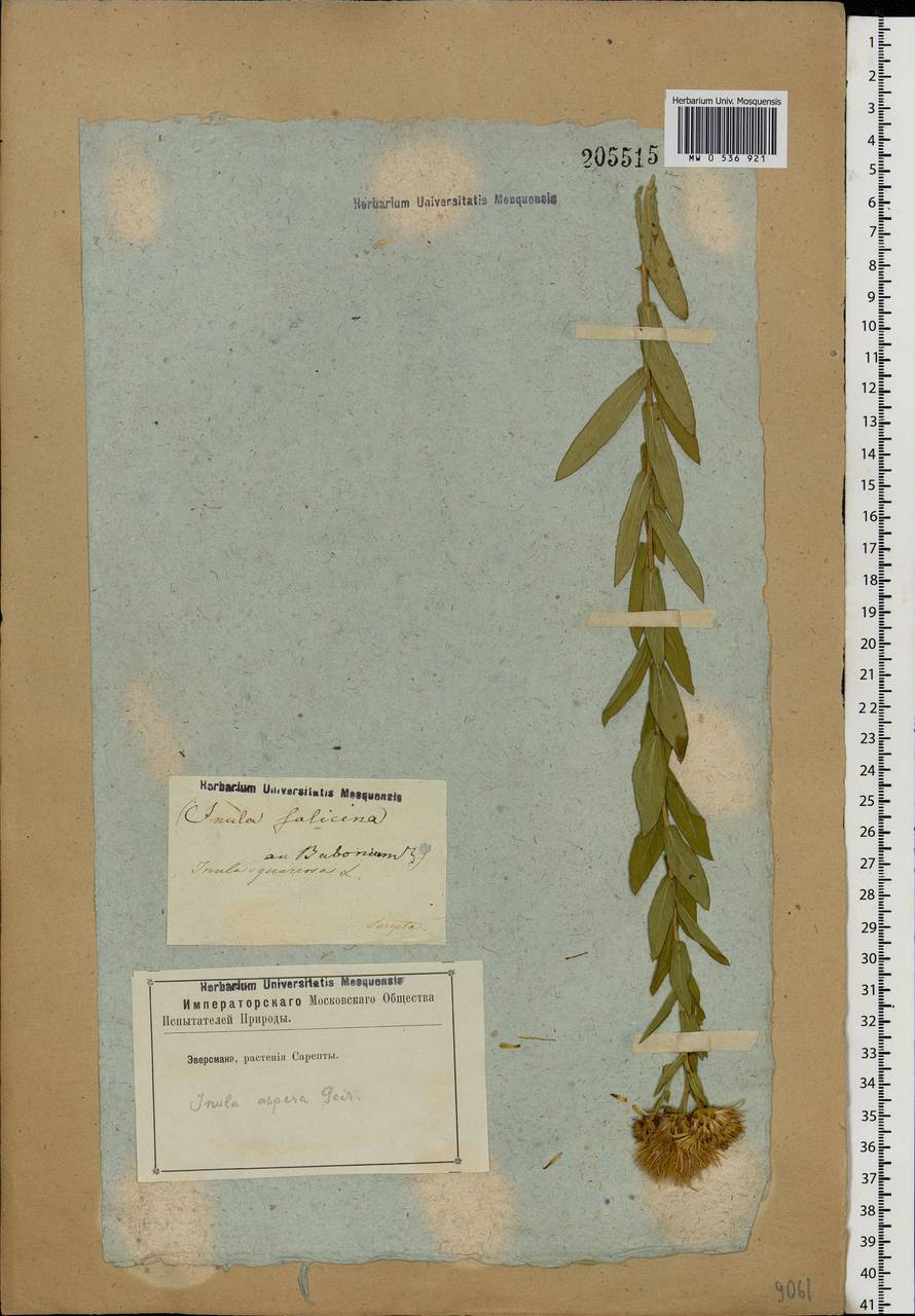 Pentanema asperum (Poir.) G. V. Boiko & Korniy., Восточная Европа, Нижневолжский район (E9) (Россия)