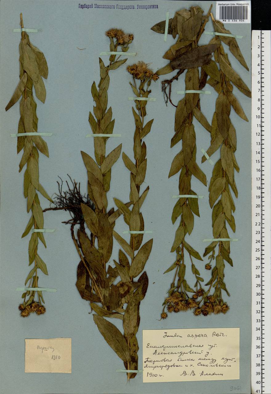 Pentanema salicinum subsp. asperum (Poir.) Mosyakin, Восточная Европа, Южно-Украинский район (E12) (Украина)