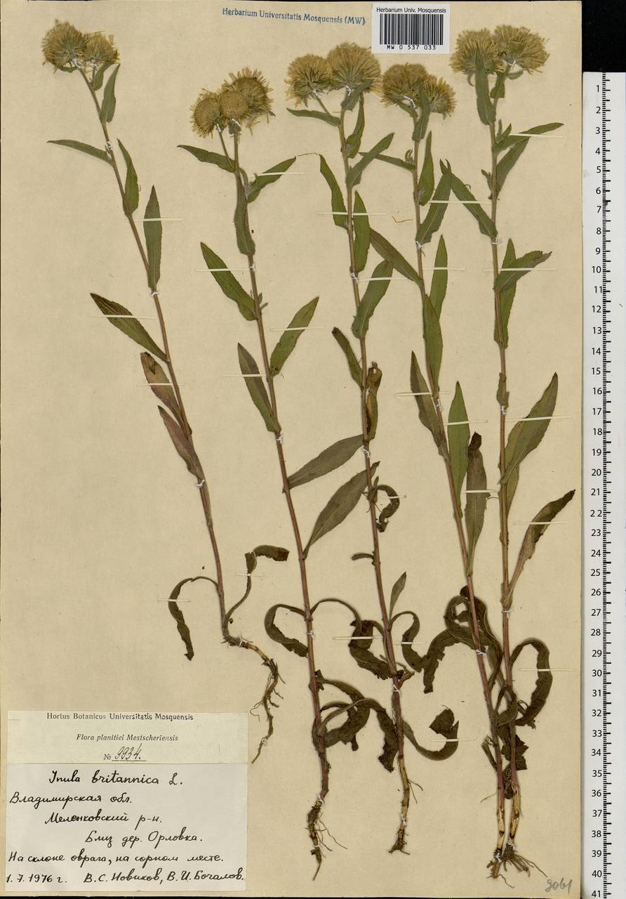 Pentanema britannicum (L.) D. Gut. Larr., Santos-Vicente, Anderb., E. Rico & M. M. Mart. Ort., Восточная Европа, Центральный район (E4) (Россия)