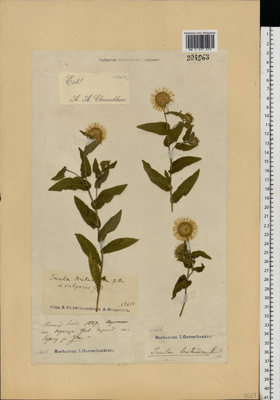 Pentanema britannicum (L.) D. Gut. Larr., Santos-Vicente, Anderb., E. Rico & M. M. Mart. Ort., Восточная Европа, Московская область и Москва (E4a) (Россия)