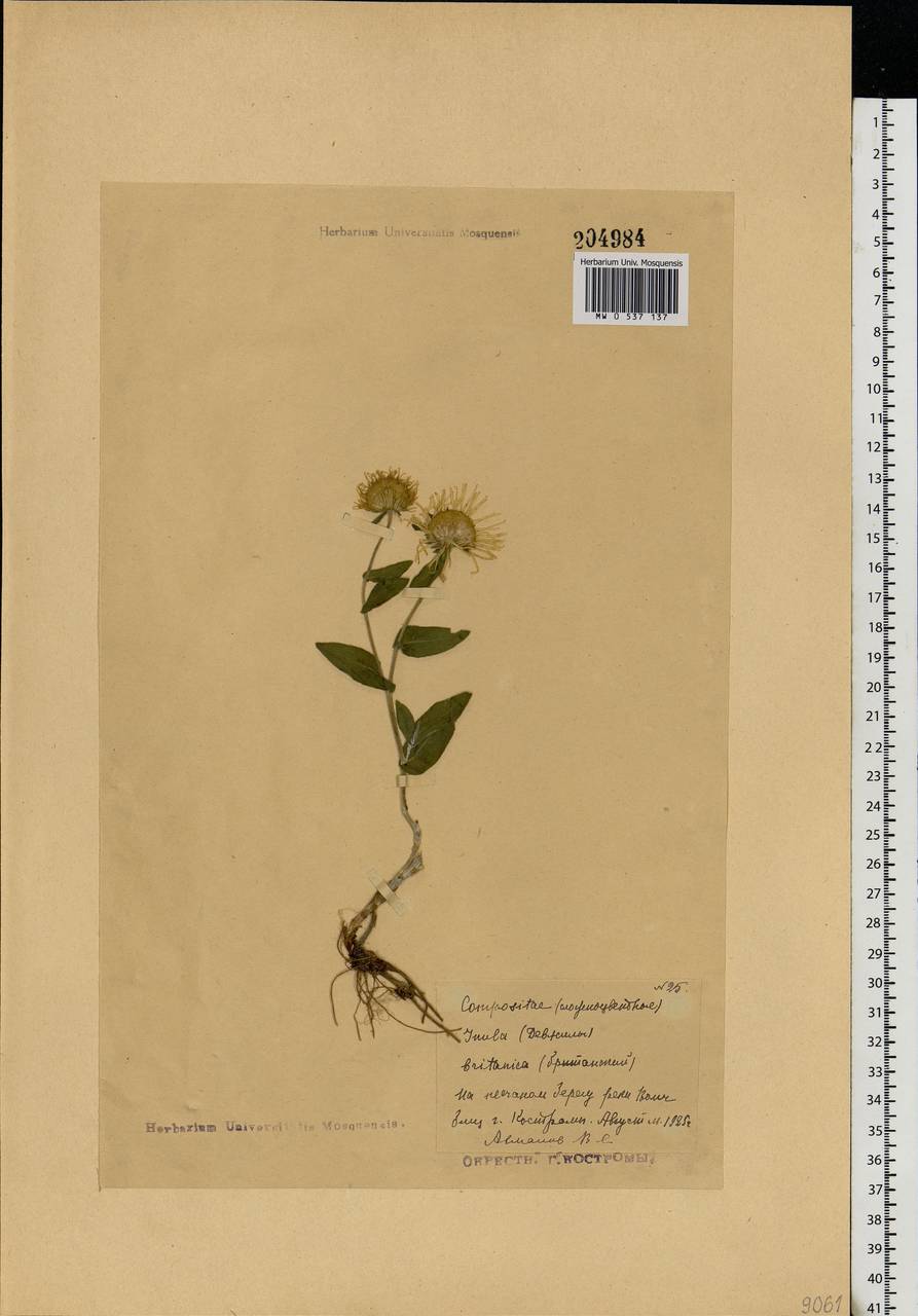 Pentanema britannicum (L.) D. Gut. Larr., Santos-Vicente, Anderb., E. Rico & M. M. Mart. Ort., Восточная Европа, Центральный лесной район (E5) (Россия)