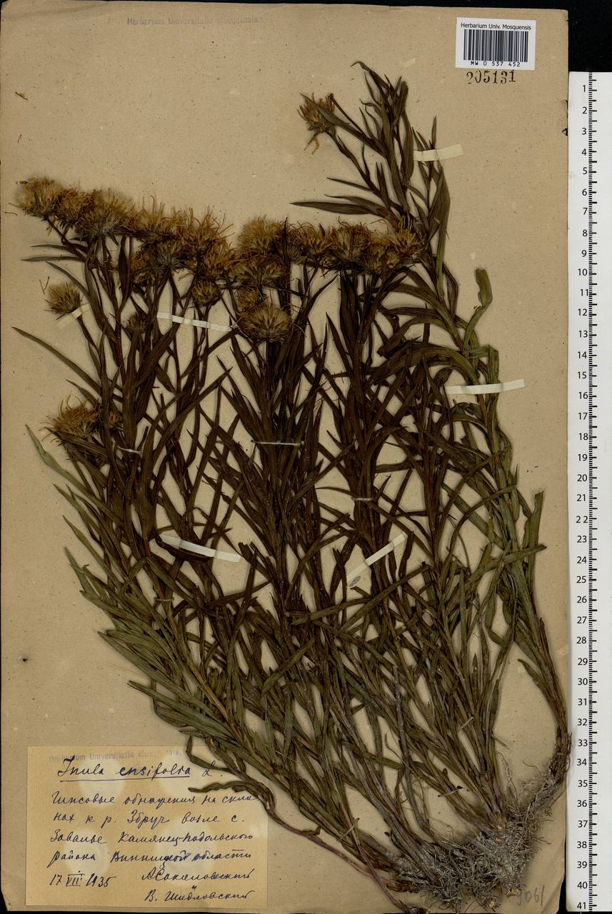 Pentanema ensifolium (L.) D. Gut. Larr., Santos-Vicente, Anderb., E. Rico & M. M. Mart. Ort., Восточная Европа, Северо-Украинский район (E11) (Украина)