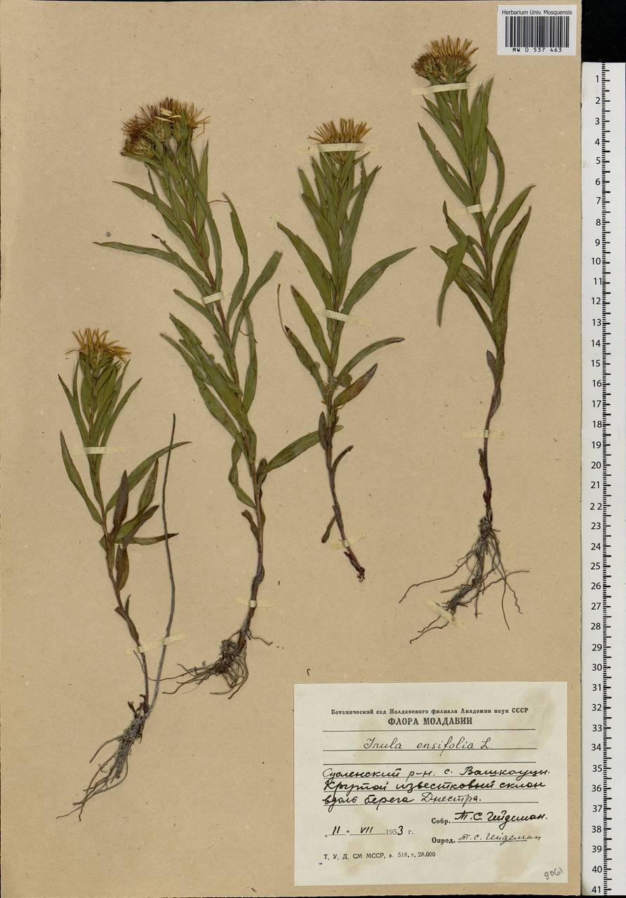 Pentanema ensifolium (L.) D. Gut. Larr., Santos-Vicente, Anderb., E. Rico & M. M. Mart. Ort., Восточная Европа, Молдавия (E13a) (Молдавия)