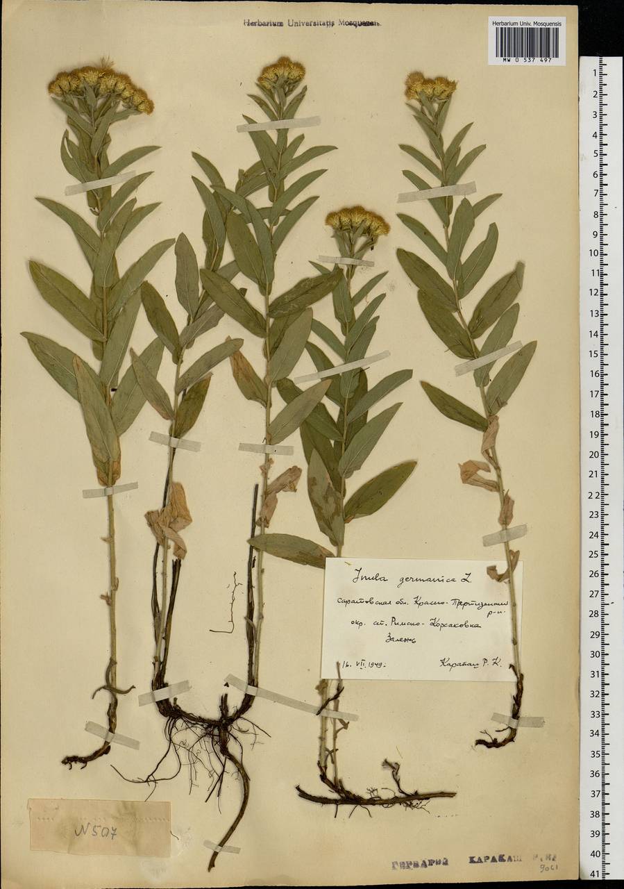 Pentanema germanicum (L.) D. Gut. Larr., Santos-Vicente, Anderb., E. Rico & M. M. Mart. Ort., Восточная Европа, Нижневолжский район (E9) (Россия)