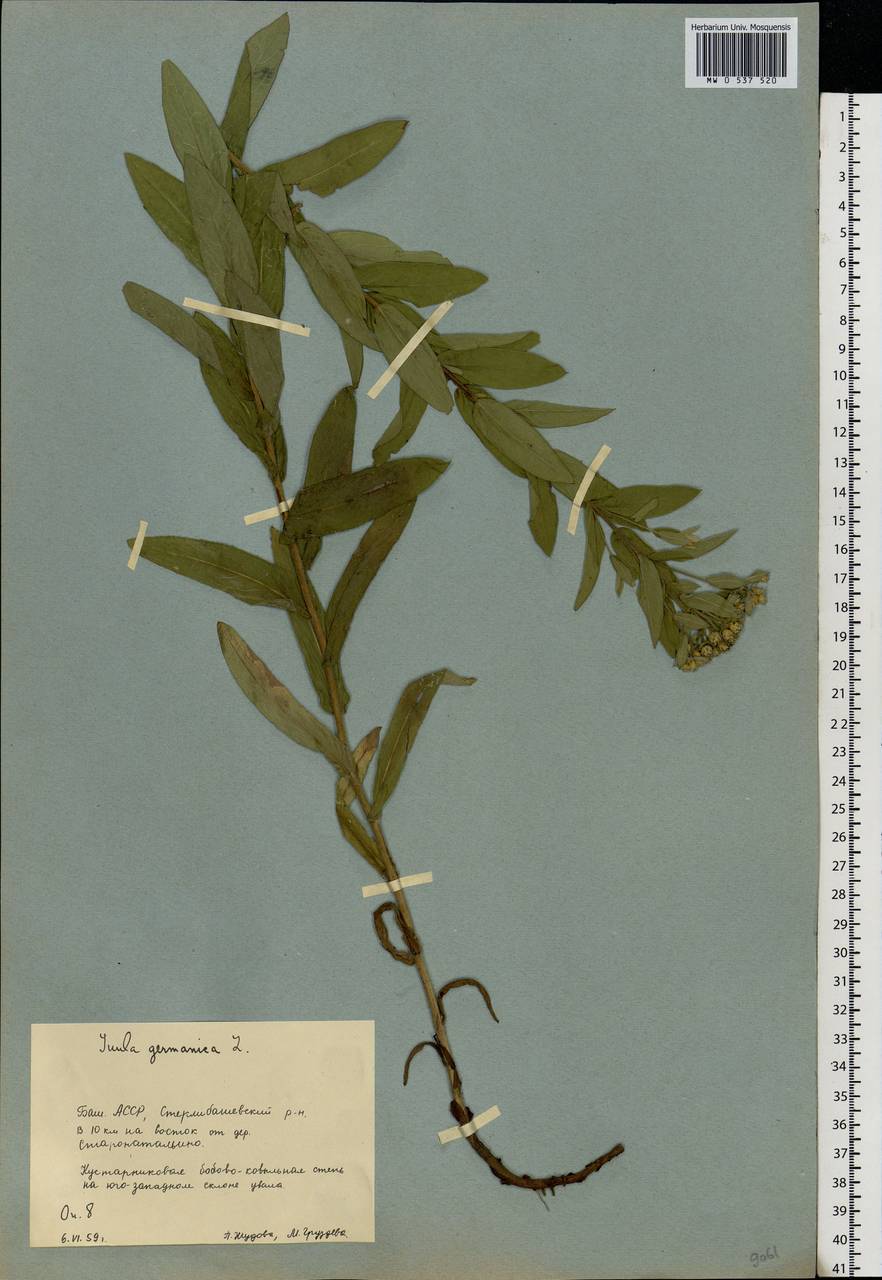 Pentanema germanicum (L.) D. Gut. Larr., Santos-Vicente, Anderb., E. Rico & M. M. Mart. Ort., Восточная Европа, Восточный район (E10) (Россия)