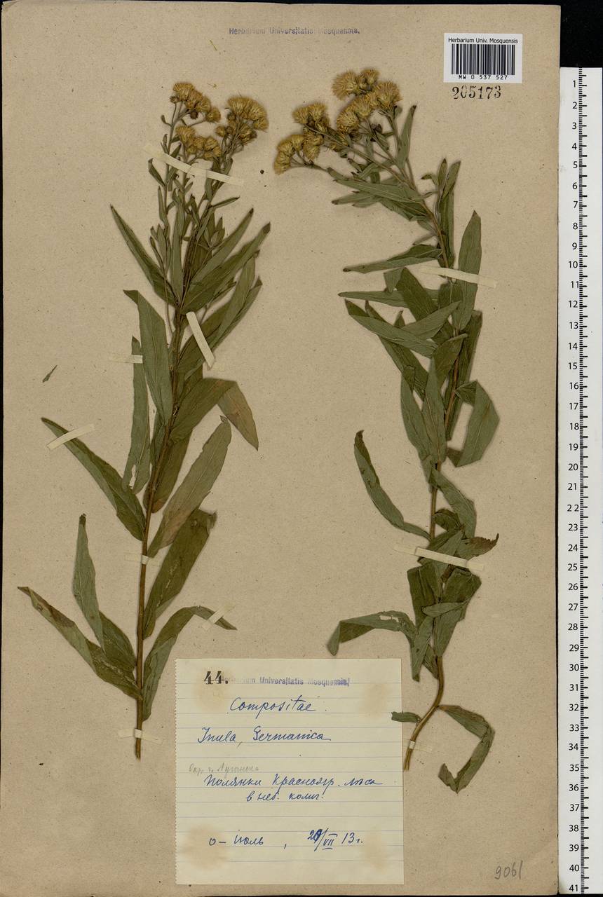 Pentanema germanicum (L.) D. Gut. Larr., Santos-Vicente, Anderb., E. Rico & M. M. Mart. Ort., Восточная Европа, Северо-Украинский район (E11) (Украина)