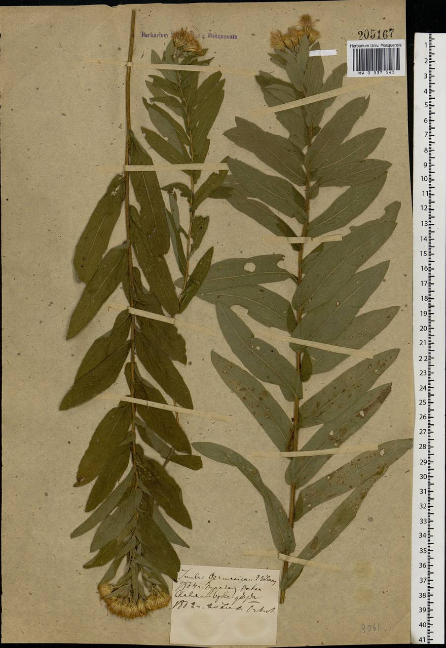 Pentanema germanicum (L.) D. Gut. Larr., Santos-Vicente, Anderb., E. Rico & M. M. Mart. Ort., Восточная Европа, Северо-Украинский район (E11) (Украина)