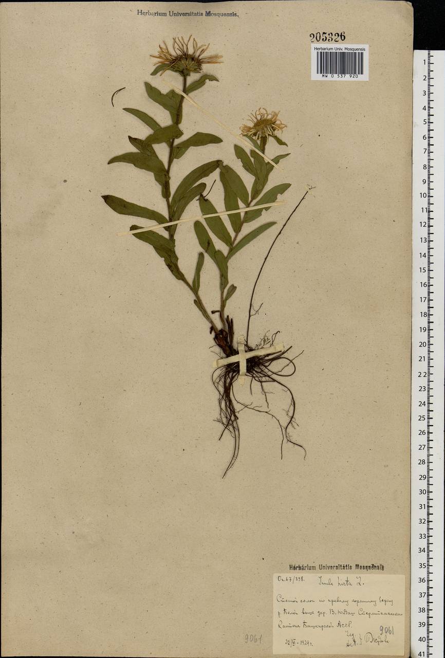 Pentanema hirtum (L.) D. Gut. Larr., Santos-Vicente, Anderb., E. Rico & M. M. Mart. Ort., Восточная Европа, Восточный район (E10) (Россия)
