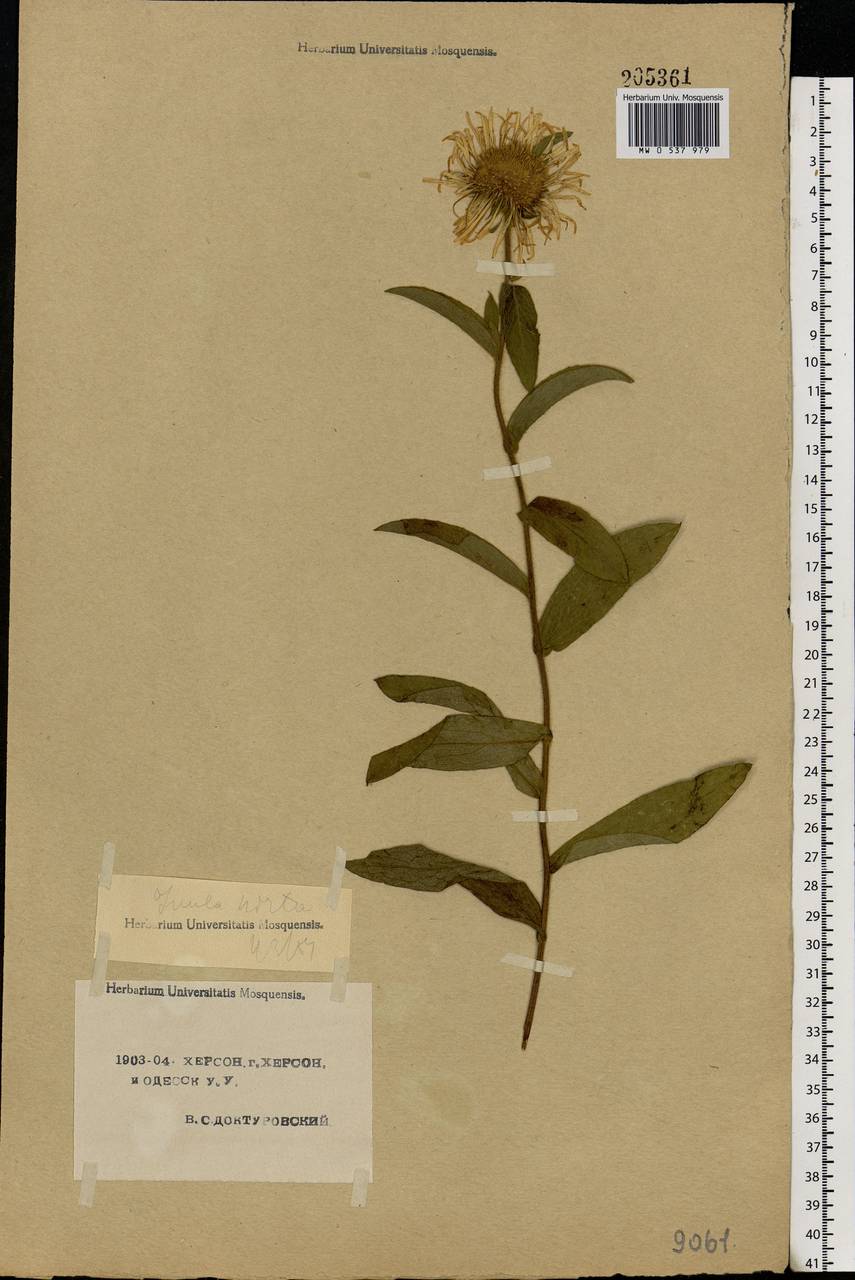 Pentanema hirtum (L.) D. Gut. Larr., Santos-Vicente, Anderb., E. Rico & M. M. Mart. Ort., Восточная Европа, Южно-Украинский район (E12) (Украина)