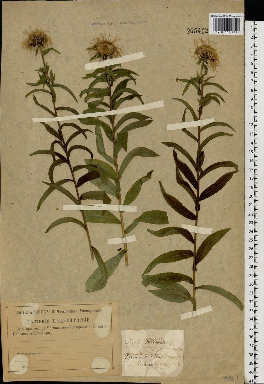 Pentanema salicinum subsp. salicinum, Восточная Европа, Западный район (E3) (Россия)