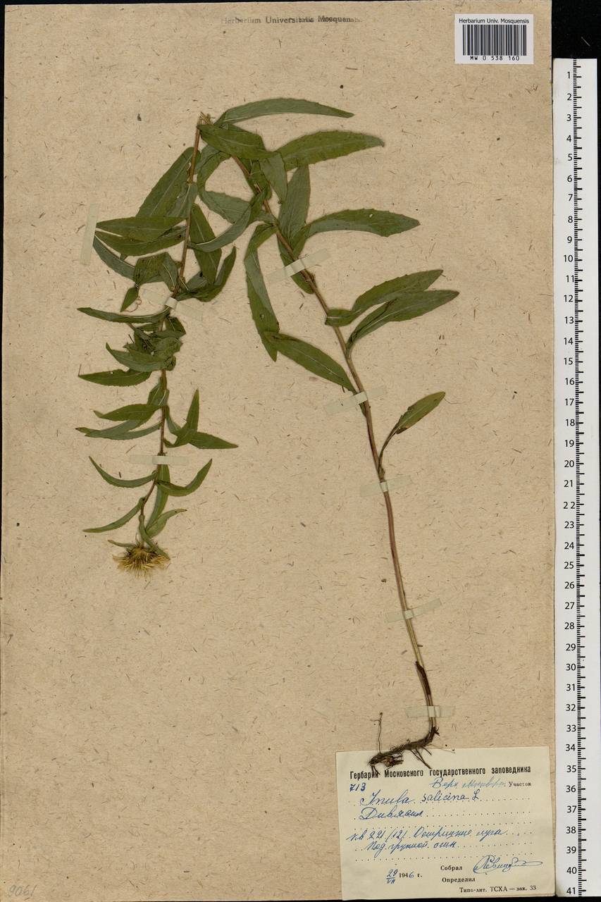 Pentanema salicinum subsp. salicinum, Восточная Европа, Московская область и Москва (E4a) (Россия)