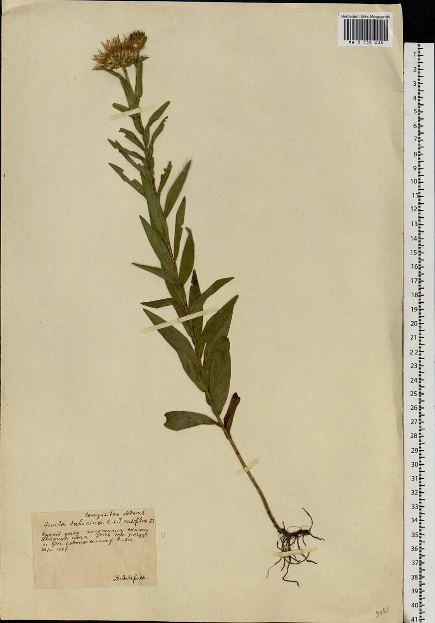 Pentanema salicinum subsp. salicinum, Восточная Европа, Центральный лесостепной район (E6) (Россия)