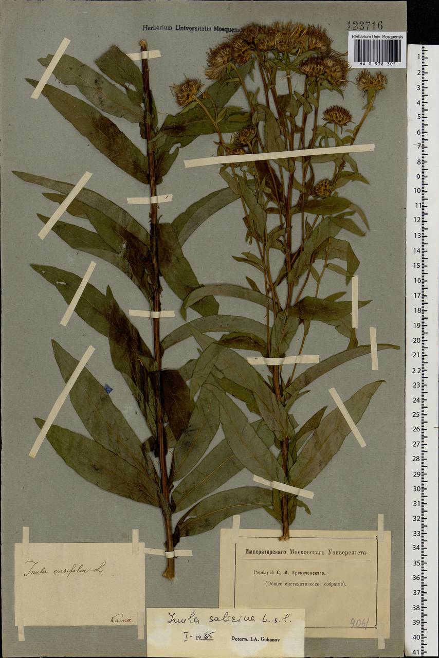 Pentanema salicinum subsp. salicinum, Восточная Европа, Средневолжский район (E8) (Россия)