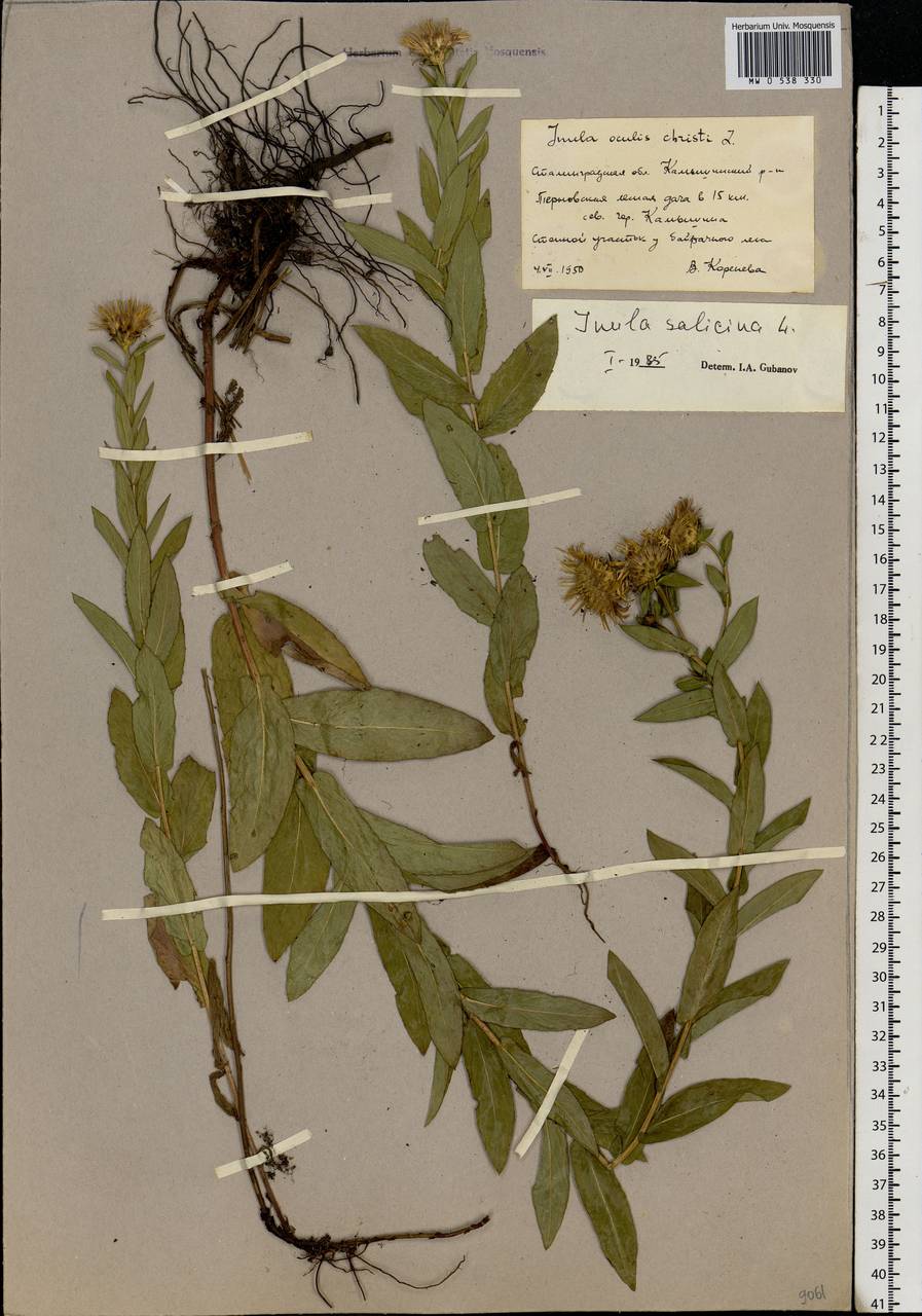 Pentanema salicinum subsp. salicinum, Восточная Европа, Нижневолжский район (E9) (Россия)