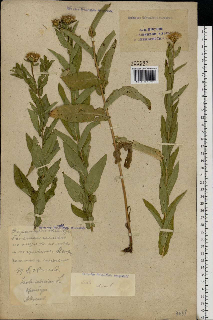 Pentanema salicinum subsp. salicinum, Восточная Европа, Восточный район (E10) (Россия)