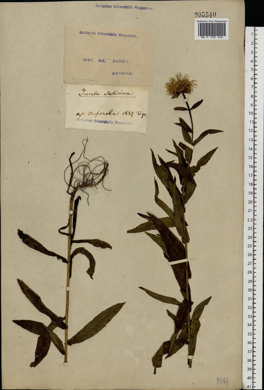 Pentanema salicinum subsp. salicinum, Восточная Европа, Северо-Украинский район (E11) (Украина)