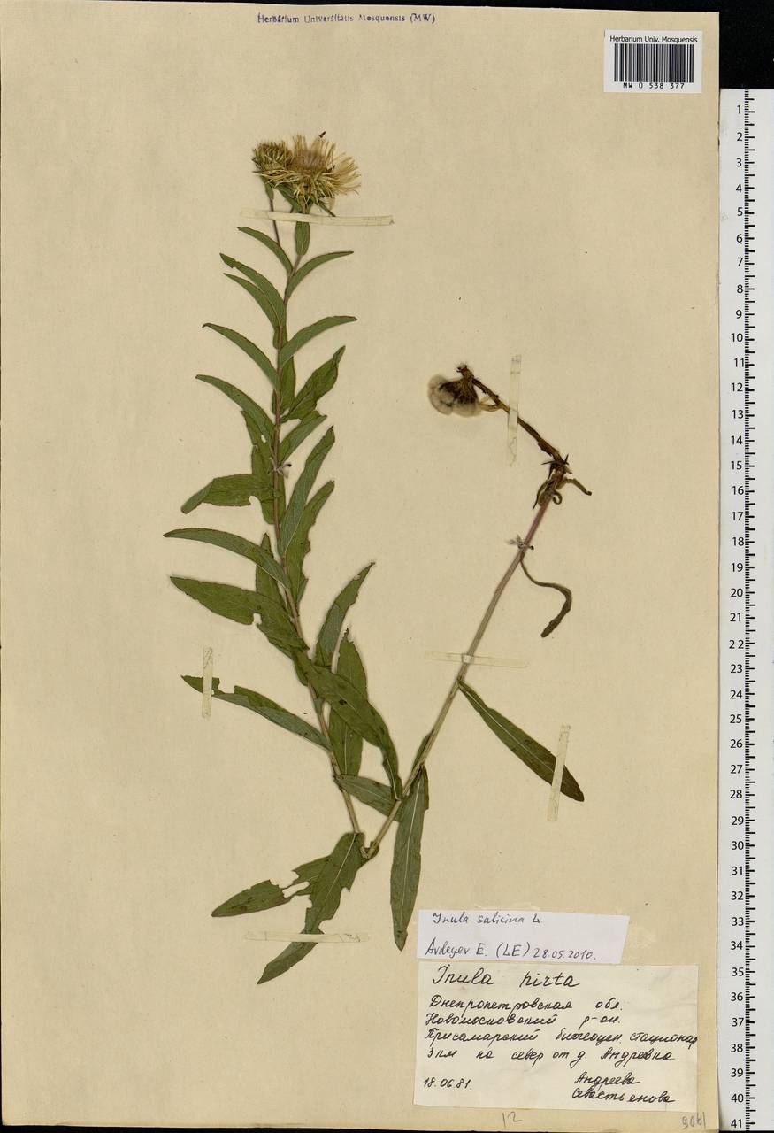 Pentanema salicinum subsp. salicinum, Восточная Европа, Южно-Украинский район (E12) (Украина)