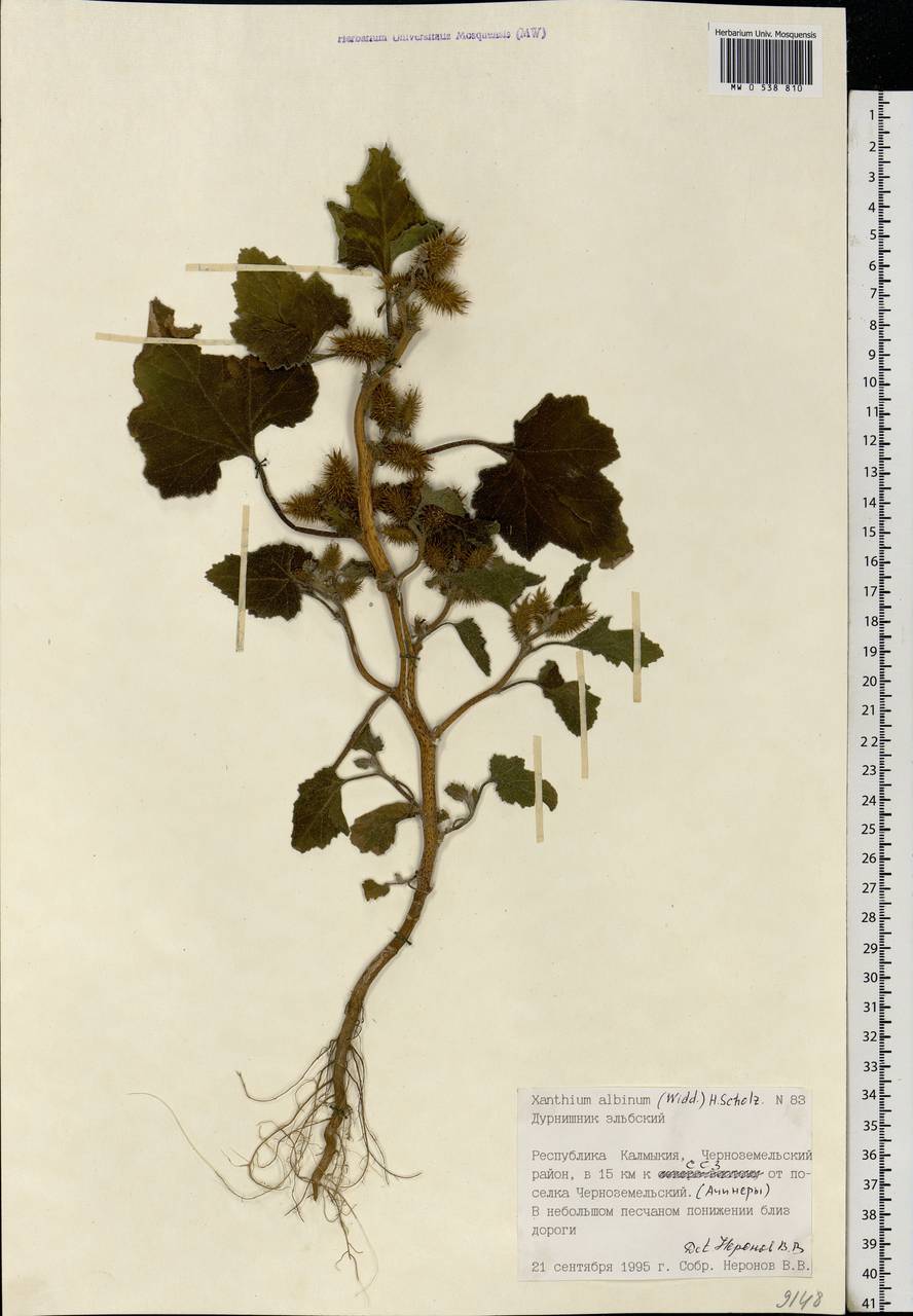 Xanthium orientale var. albinum (Widd.) Adema & M. T. Jansen, Восточная Европа, Нижневолжский район (E9) (Россия)