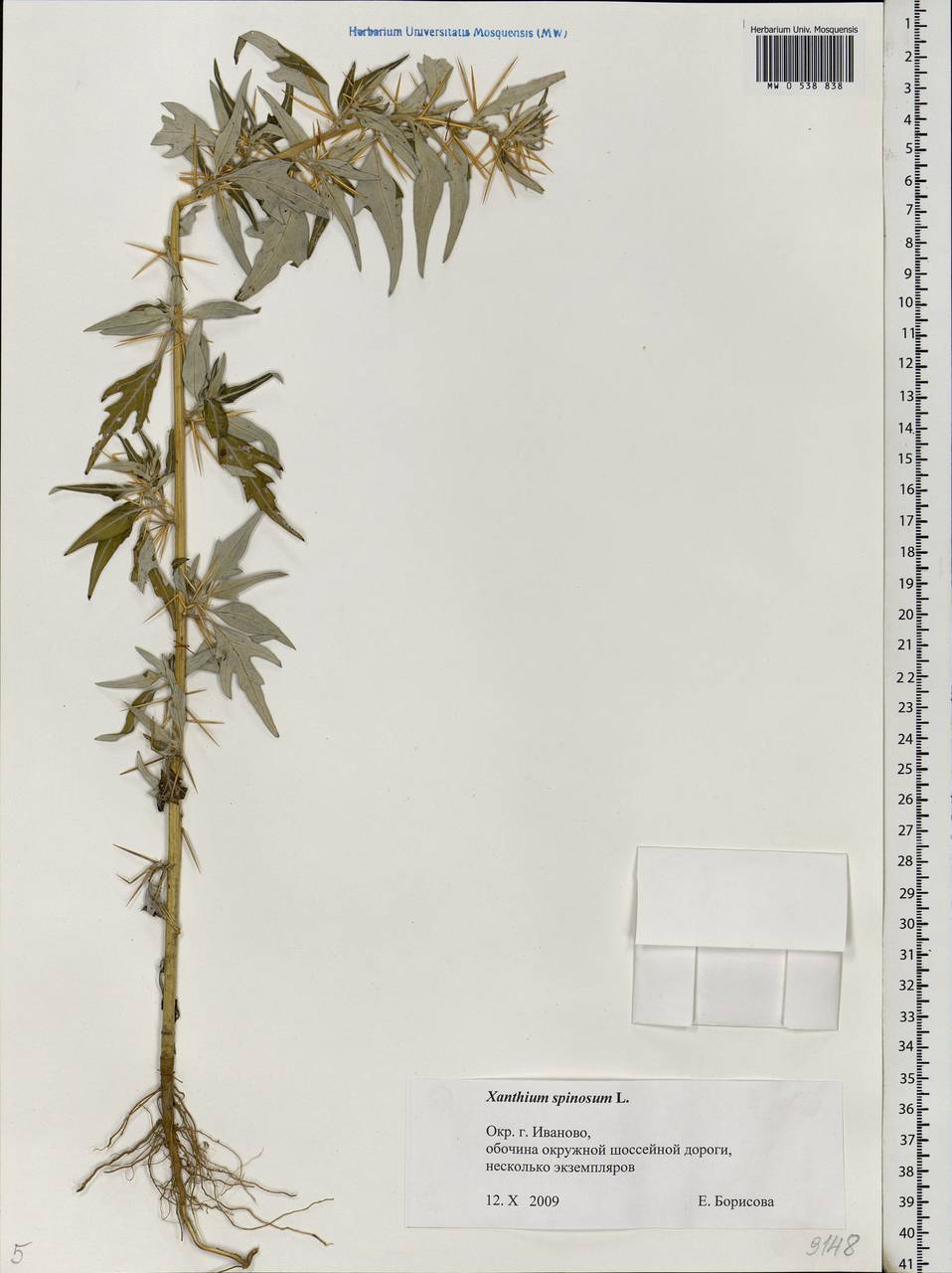 Дурнишник колючий L., Восточная Европа, Центральный лесной район (E5) (Россия)