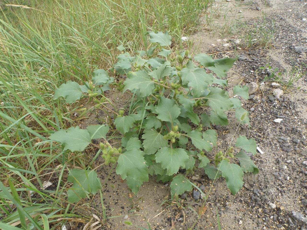 Xanthium orientale var. albinum (Widd.) Adema & M. T. Jansen, Восточная Европа, Центральный район (E4) (Россия)