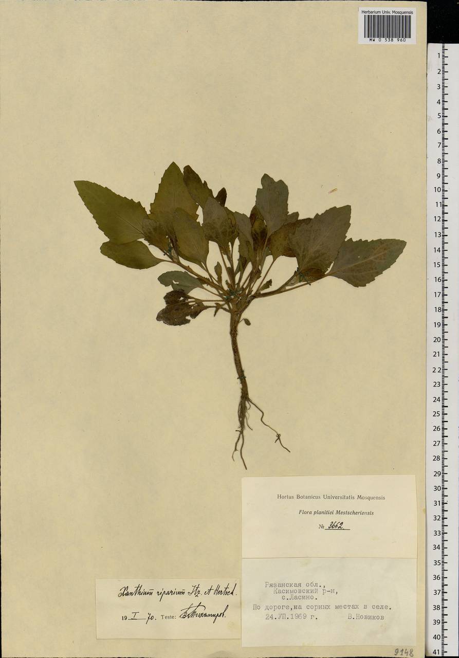 Xanthium orientale var. albinum (Widder) Adema & M. T. Jansen, Восточная Европа, Центральный район (E4) (Россия)