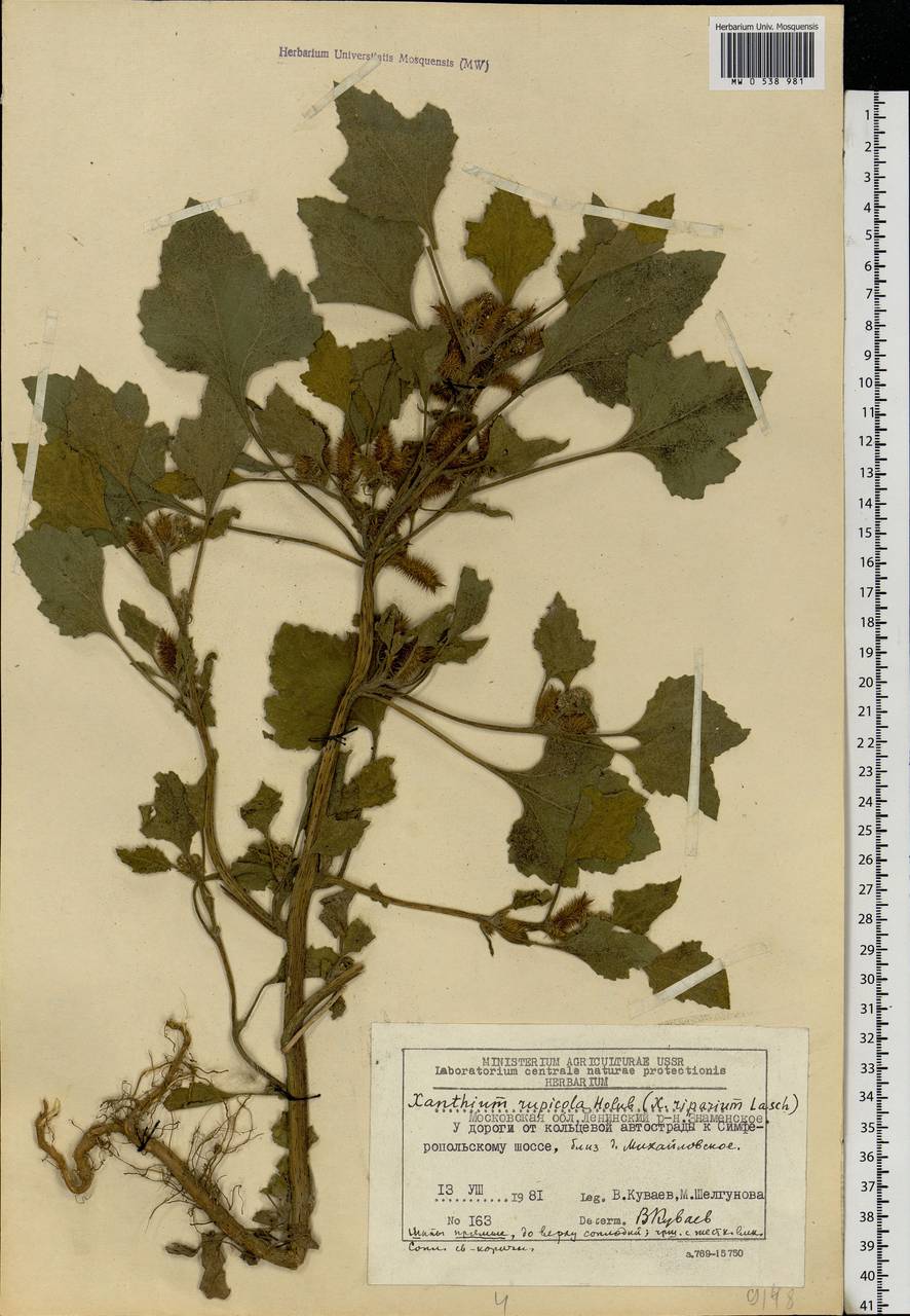 Xanthium orientale var. albinum (Widd.) Adema & M. T. Jansen, Восточная Европа, Московская область и Москва (E4a) (Россия)