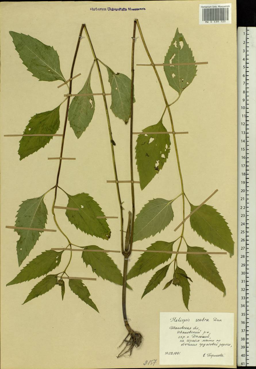 Heliopsis helianthoides var. scabra (Dunal) Fernald, Восточная Европа, Центральный лесной район (E5) (Россия)