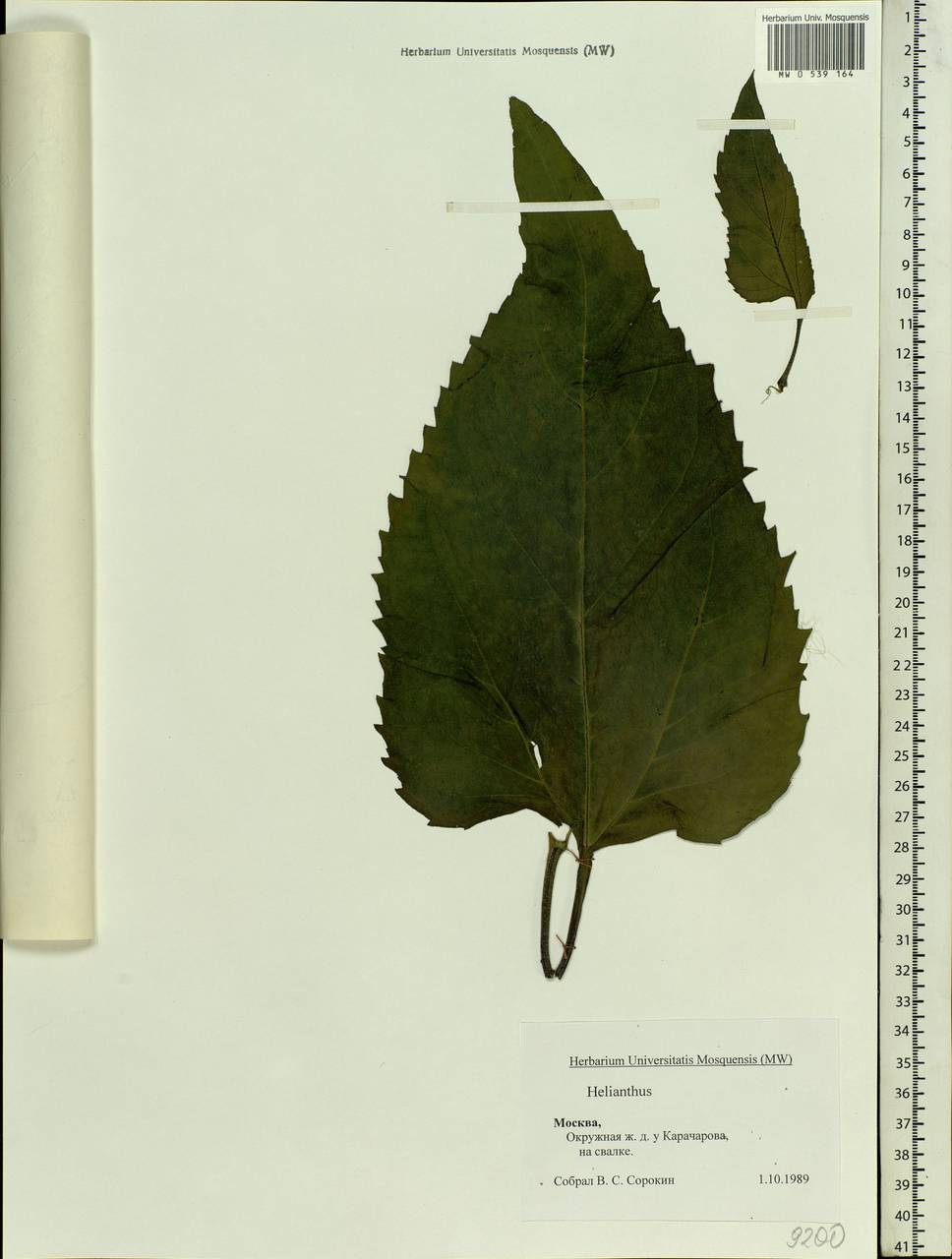 Подсолнечник, Восточная Европа, Московская область и Москва (E4a) (Россия)