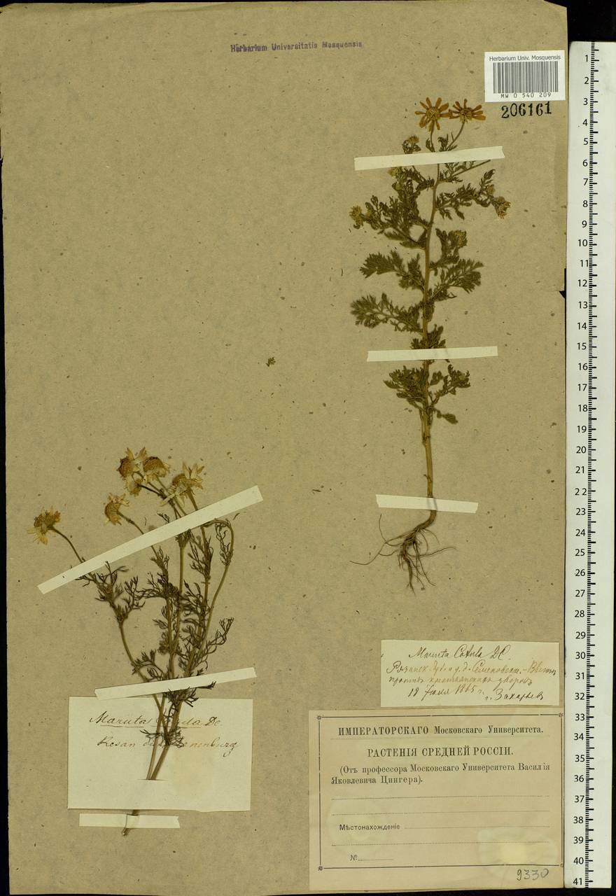 Пупавка собачья, Пупавка вонючая L., Восточная Европа, Центральный район (E4) (Россия)