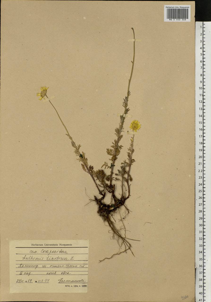 Cota tinctoria subsp. tinctoria, Восточная Европа, Северо-Западный район (E2) (Россия)