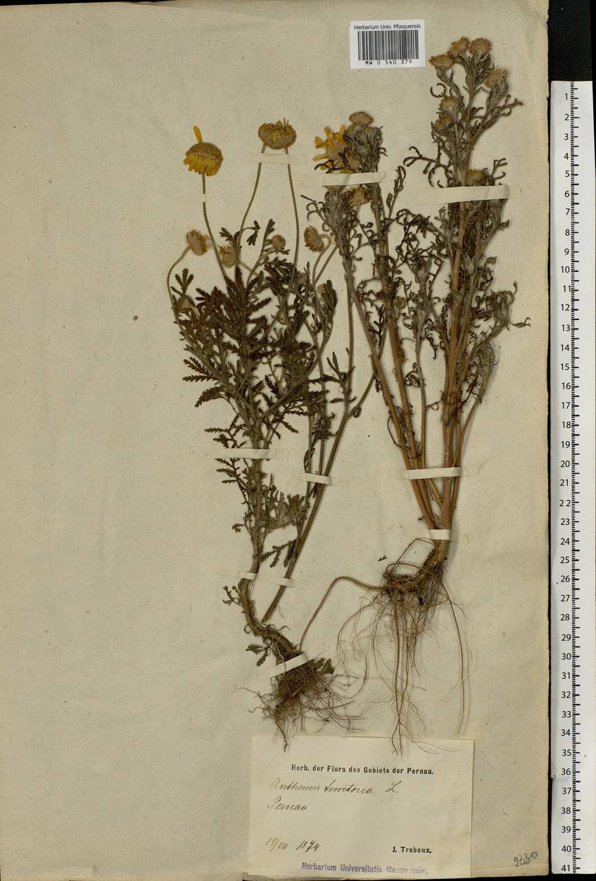 Cota tinctoria subsp. tinctoria, Восточная Европа, Эстония (E2c) (Эстония)