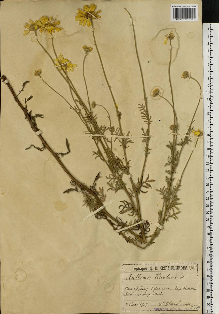 Cota tinctoria subsp. tinctoria, Восточная Европа, Московская область и Москва (E4a) (Россия)