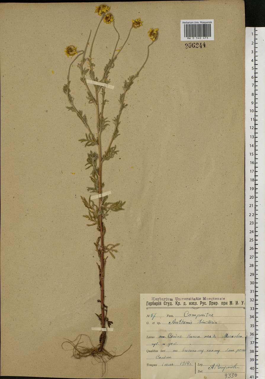 Cota tinctoria subsp. tinctoria, Восточная Европа, Московская область и Москва (E4a) (Россия)