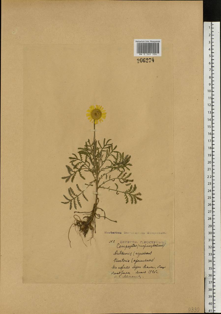 Cota tinctoria subsp. tinctoria, Восточная Европа, Центральный лесной район (E5) (Россия)