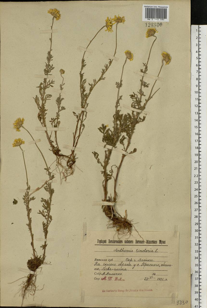 Cota tinctoria subsp. tinctoria, Восточная Европа, Волжско-Камский район (E7) (Россия)