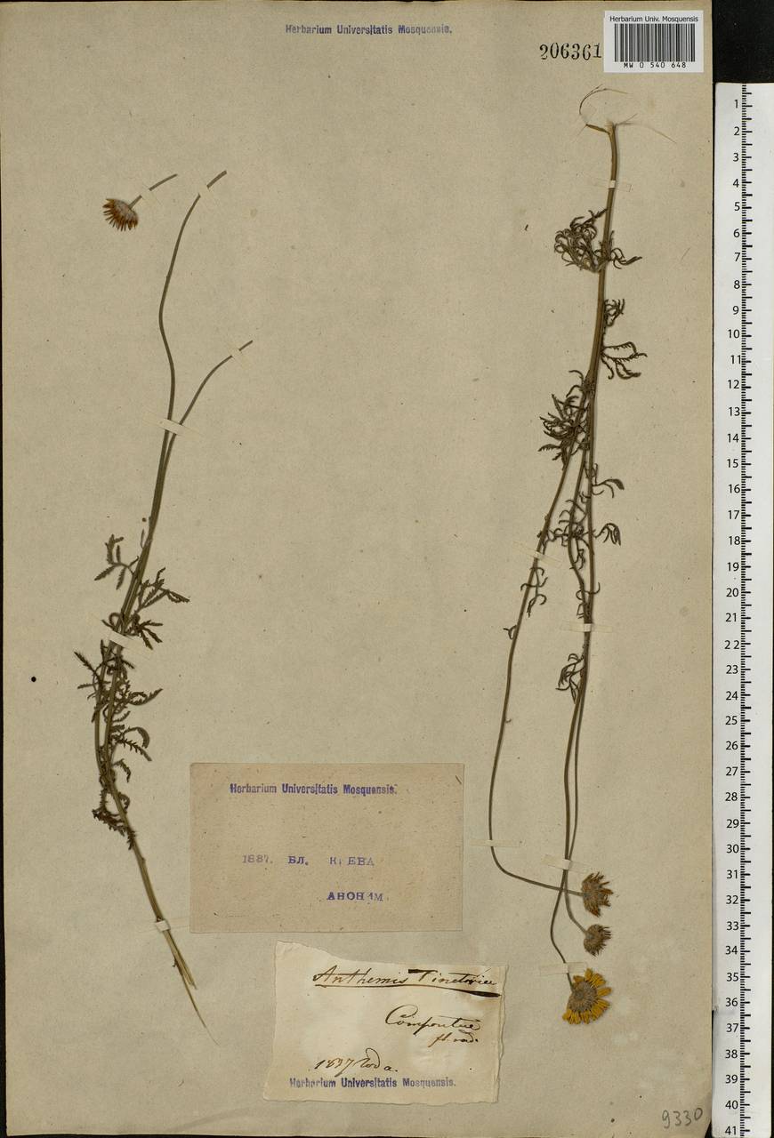 Cota tinctoria subsp. tinctoria, Восточная Европа, Северо-Украинский район (E11) (Украина)