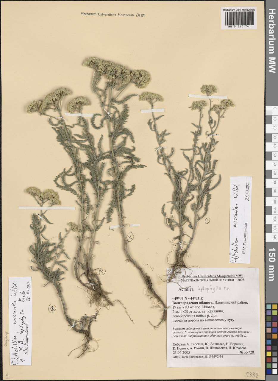 Achillea micrantha × leptophylla, Восточная Европа, Нижневолжский район (E9) (Россия)