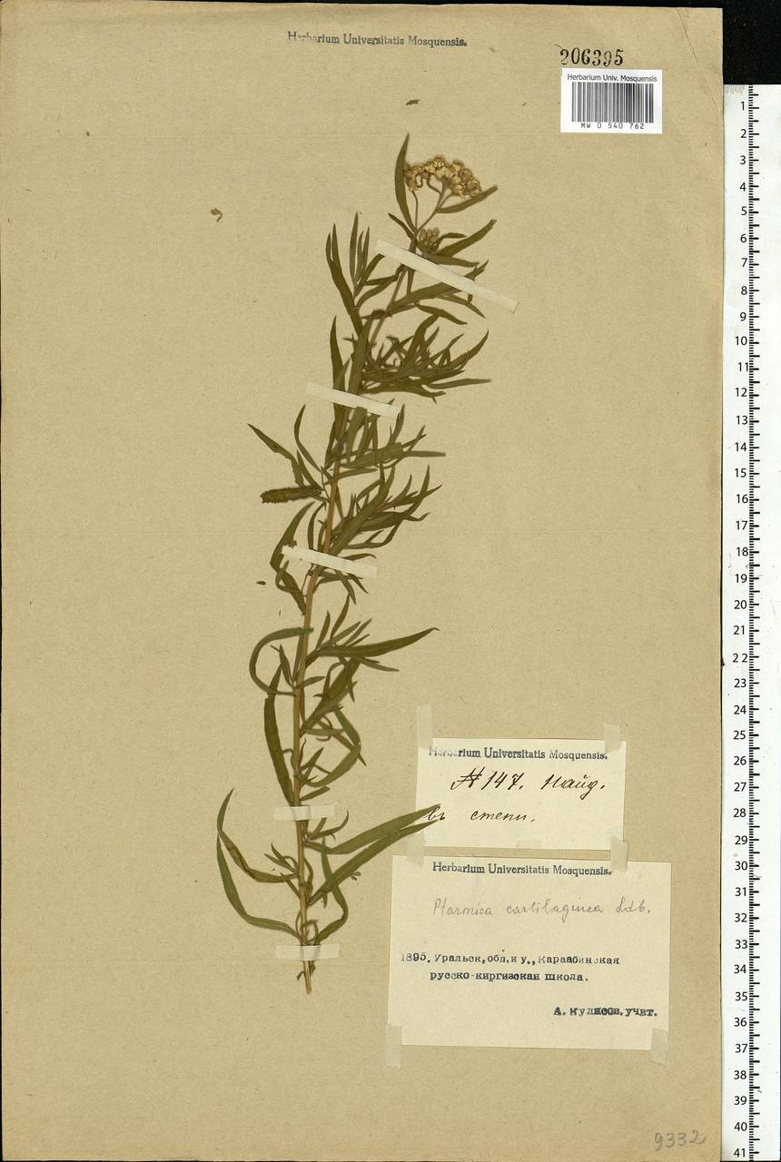 Achillea salicifolia subsp. salicifolia, Средняя Азия и Казахстан, Прикаспийский Устюрт и Северное Приаралье (M8) (Казахстан)