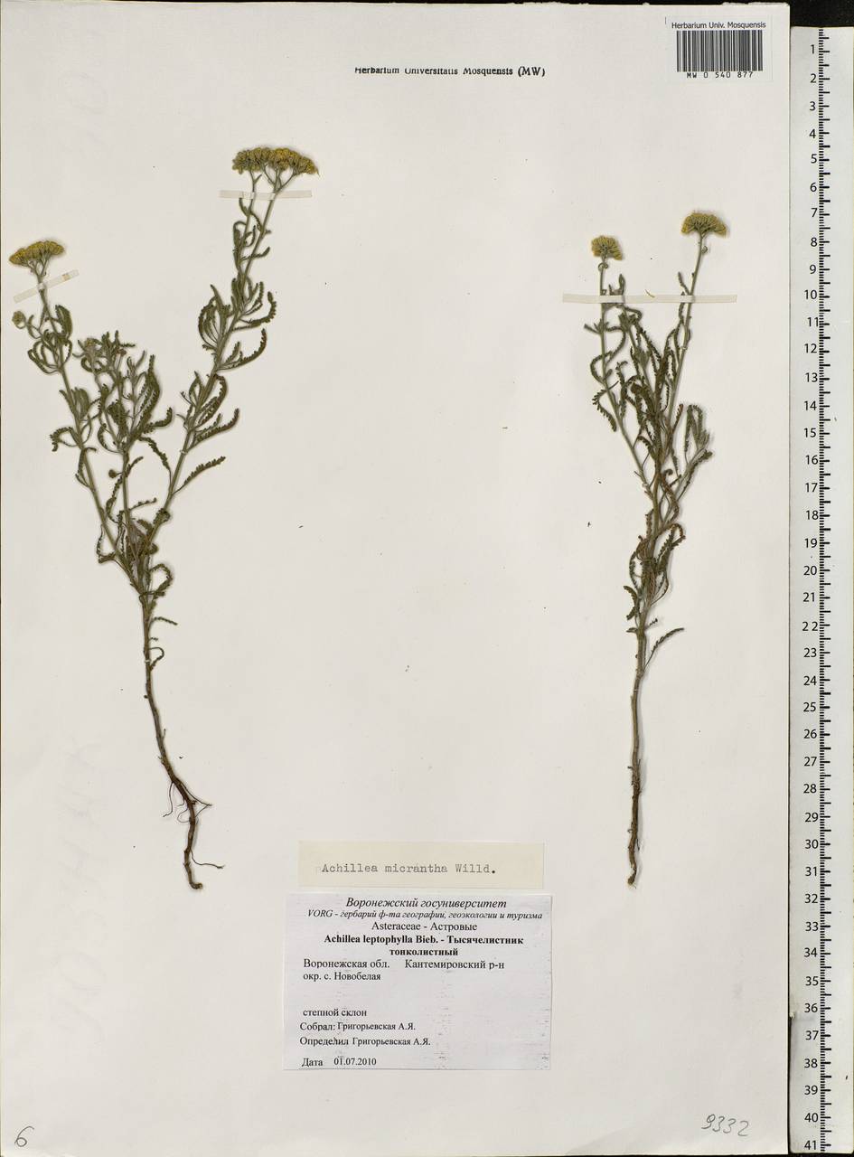 Тысячелистник мелкоцветковый Willd., Восточная Европа, Центральный лесостепной район (E6) (Россия)