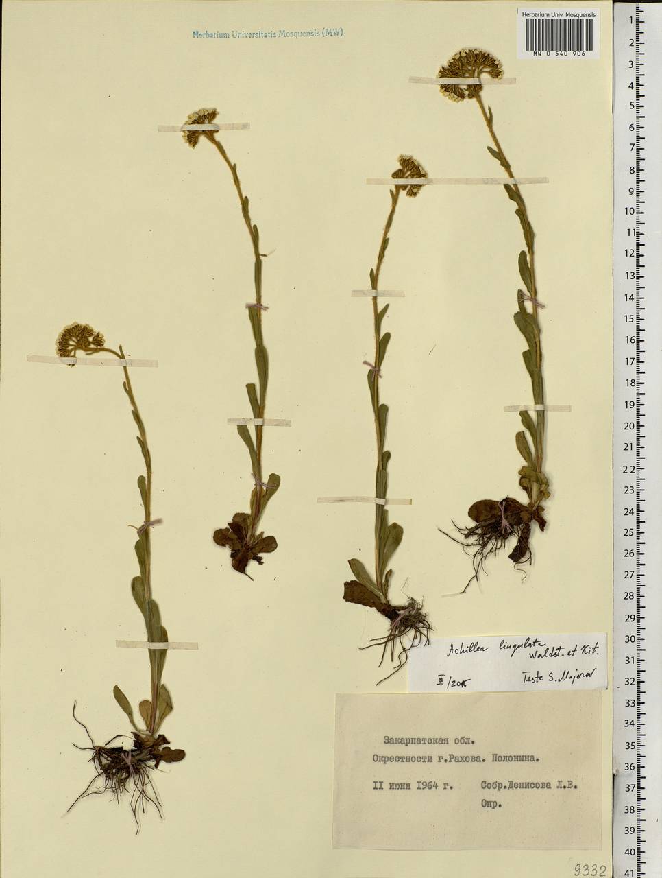 Aspilia cachimboensis H.Rob., Восточная Европа, Западно-Украинский район (E13) (Украина)