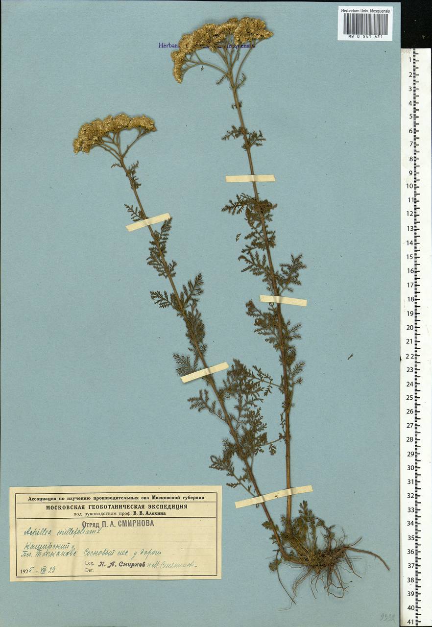 Тысячелистник благородный L., Восточная Европа, Московская область и Москва (E4a) (Россия)