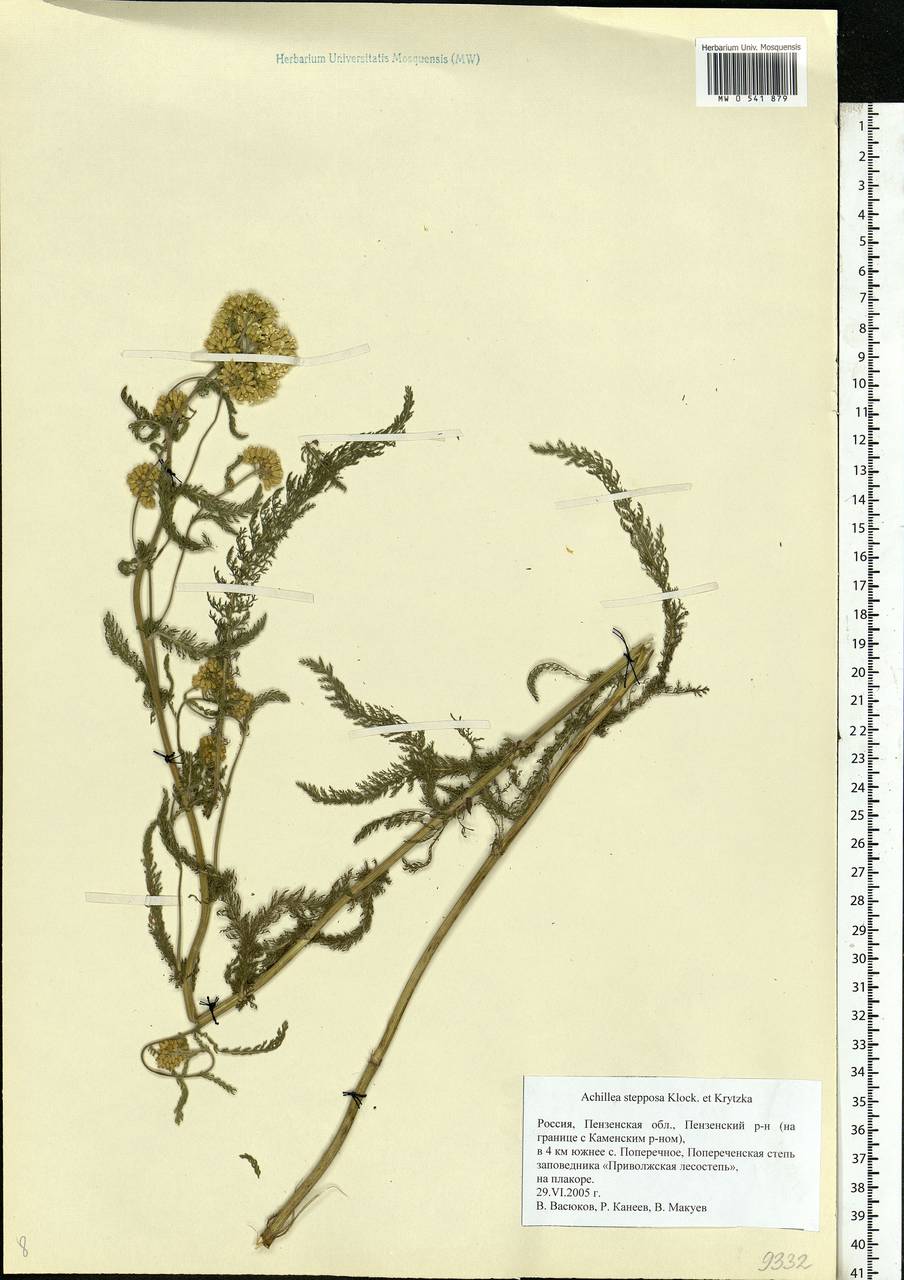 Тысячелистник степной Klokov & Krytzka, Восточная Европа, Средневолжский район (E8) (Россия)