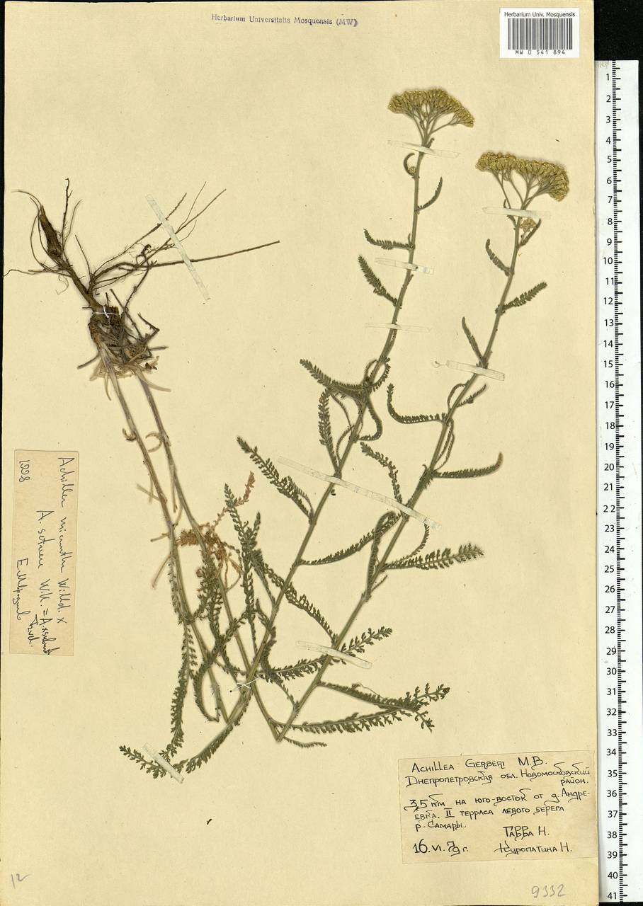 Achillea ×submicrantha Tzvelev, Восточная Европа, Южно-Украинский район (E12) (Украина)