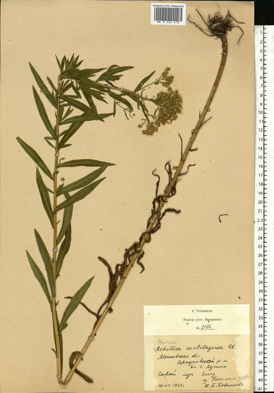 Achillea salicifolia subsp. salicifolia, Восточная Европа, Московская область и Москва (E4a) (Россия)