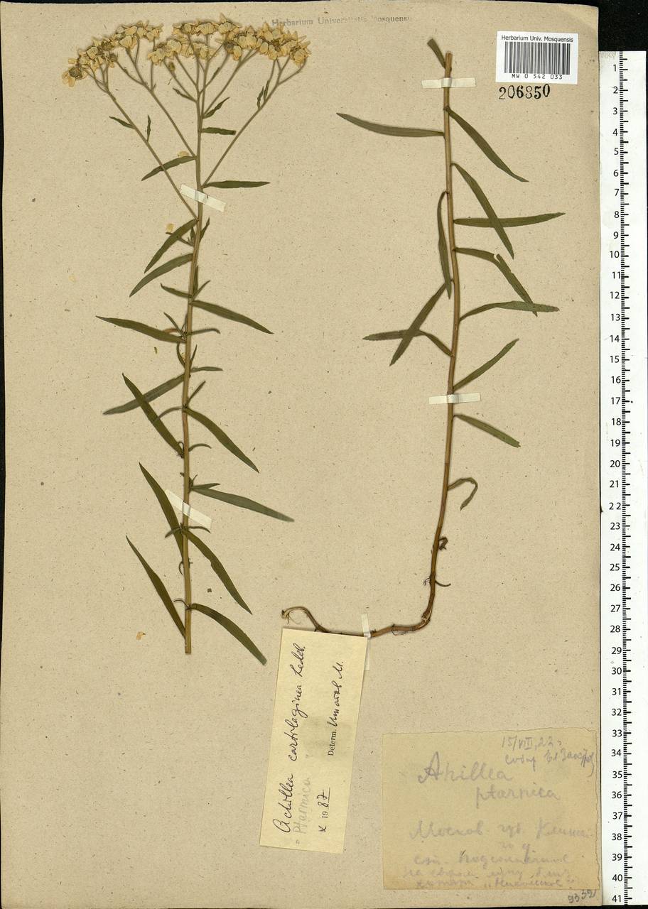 Achillea salicifolia subsp. salicifolia, Восточная Европа, Московская область и Москва (E4a) (Россия)