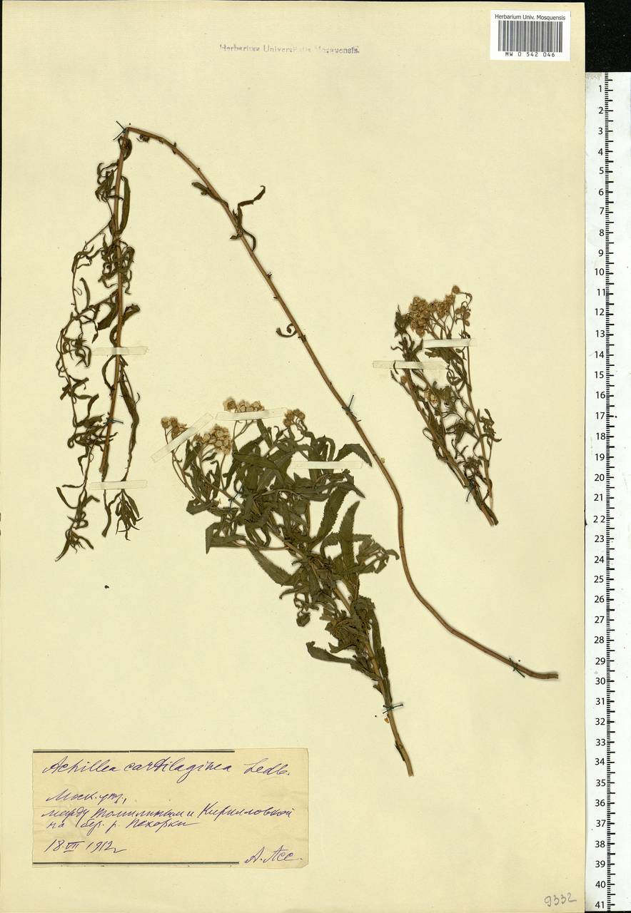 Achillea salicifolia subsp. salicifolia, Восточная Европа, Московская область и Москва (E4a) (Россия)