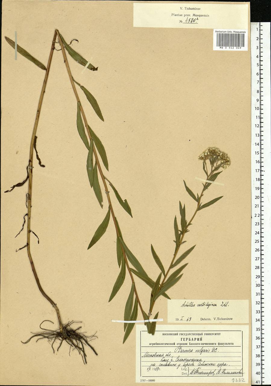 Achillea salicifolia subsp. salicifolia, Восточная Европа, Московская область и Москва (E4a) (Россия)
