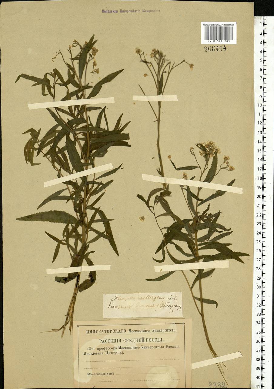 Achillea salicifolia subsp. salicifolia, Восточная Европа, Центральный лесной район (E5) (Россия)