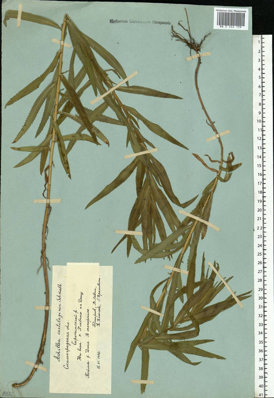 Achillea salicifolia subsp. salicifolia, Восточная Европа, Нижневолжский район (E9) (Россия)
