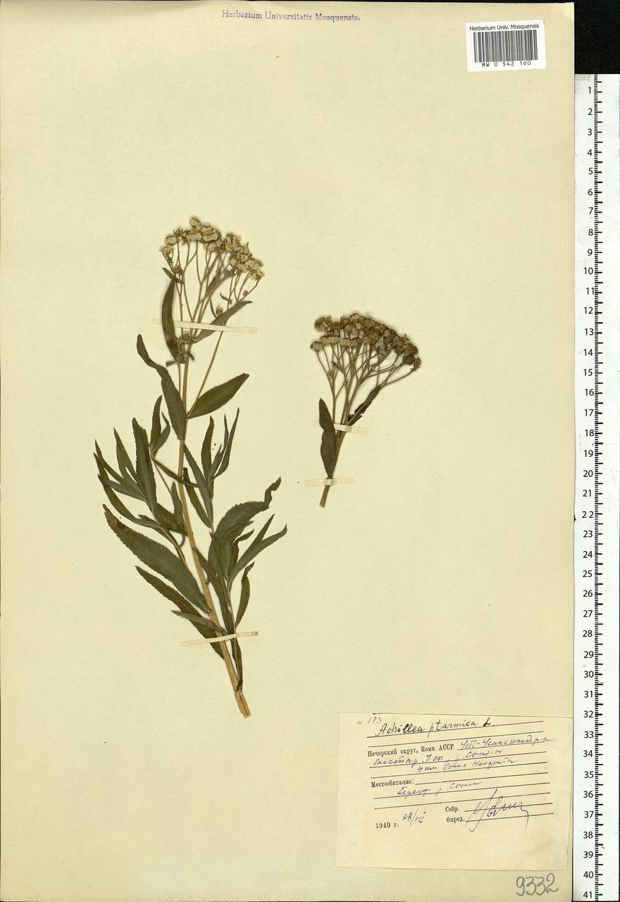 Achillea ptarmica subsp. ptarmica, Восточная Европа, Северный район (E1) (Россия)